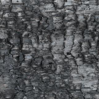 Photo Textures of Wood